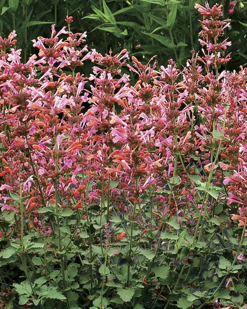 Kudos Ambrosia Hyssop #1<br><i>Agastache Kudos Ambrosia</br></i>