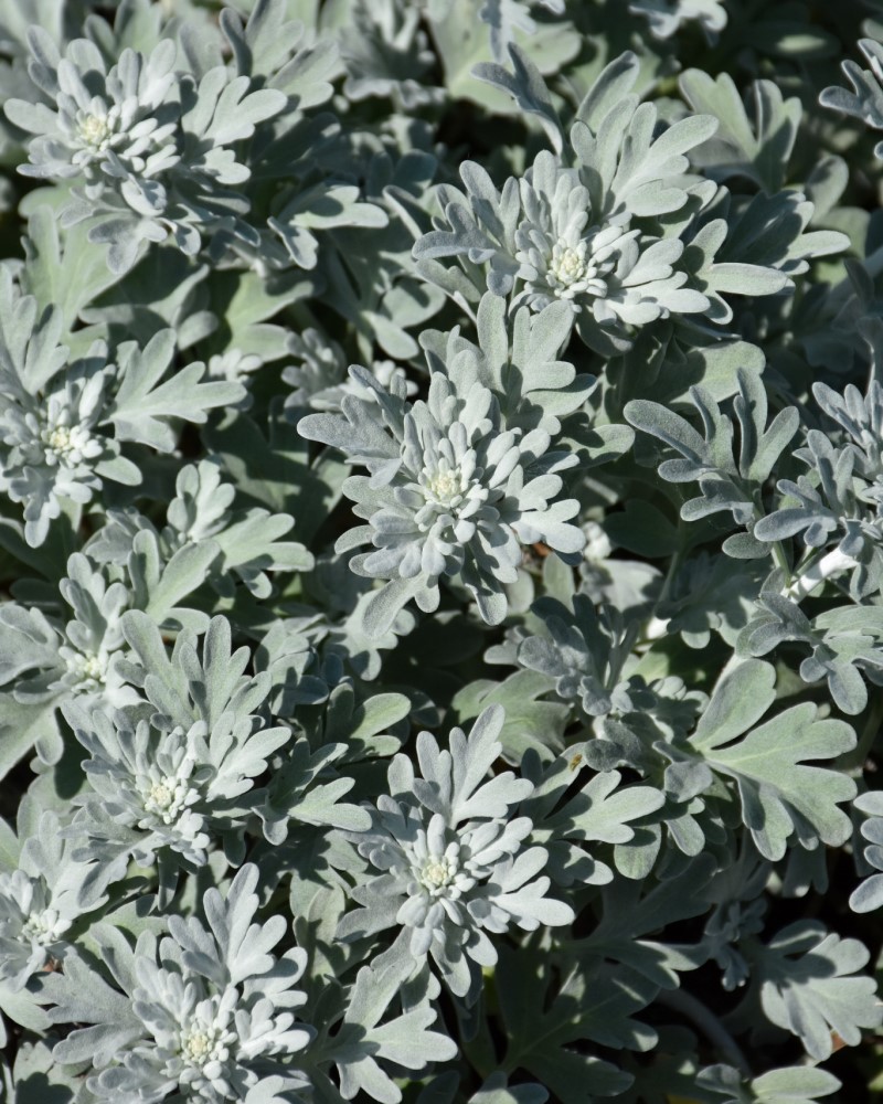Silver Brocade Artemesia<br><i>Artemisia stelleriana Silver Brocade</br></i>