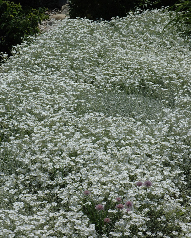 Snow-In-Summer #1<br><i>Cerastium tomentosum</br></i>