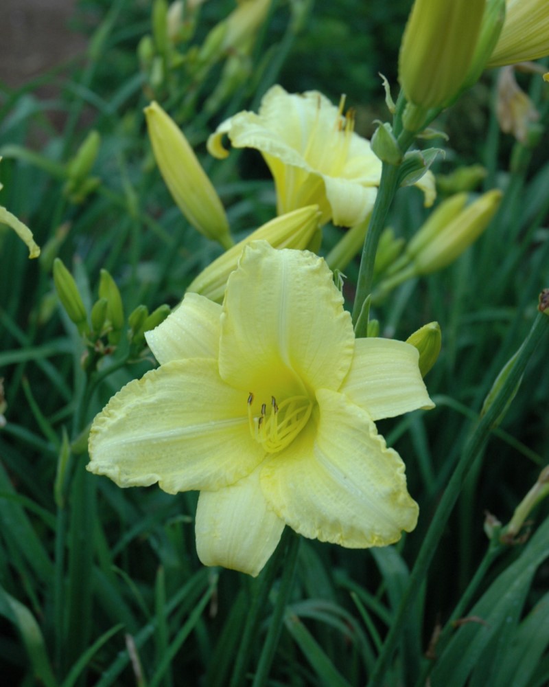 Happy Returns Daylily #1<br><i>Hemerocallis 'Happy Returns'</br></i>