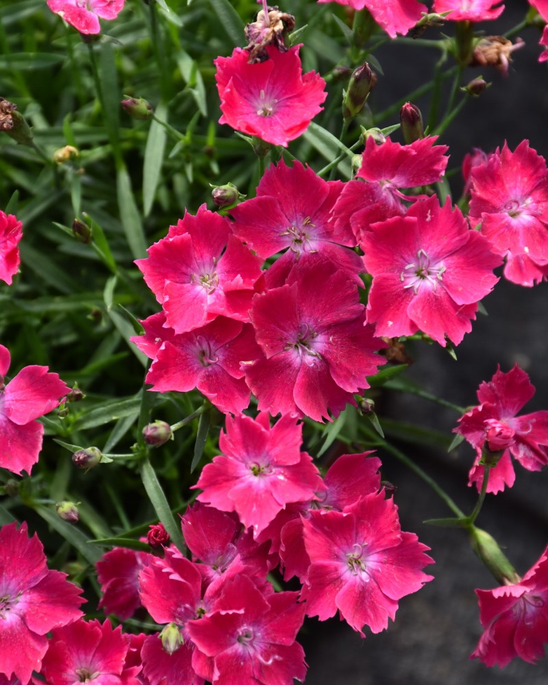 Kahori® Scarlet Pinks<br><i>Dianthus Kahori Scarlet</br></i>