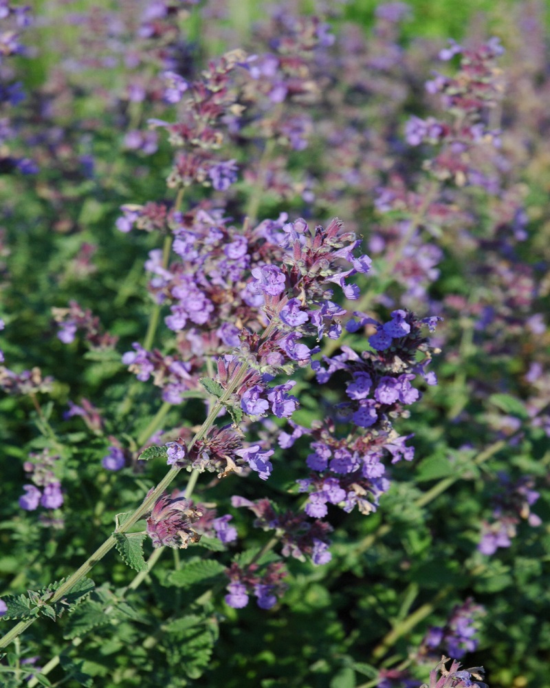 Walker's Low Catmint #1<br><i>Nepeta x faassenii Walker's Low</br></i>