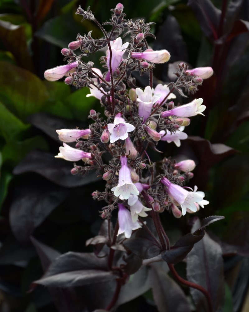 Dark Towers Beard Tongue #1<br><i>Penstemon 'Dark Towers'</br></i>