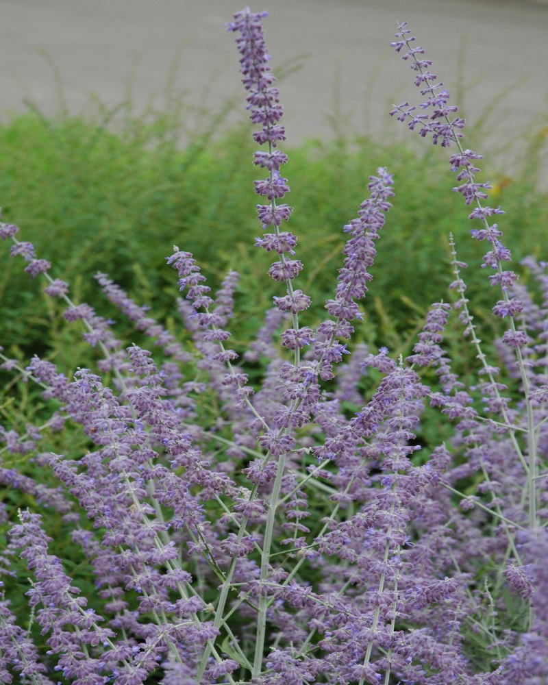 Russian Sage #1<br><i>Perovskia atriplicifolia</br></i>