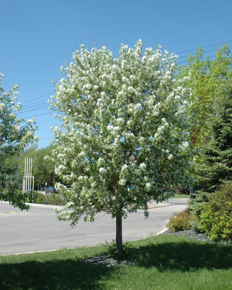 Crabapple Spring Snow #15