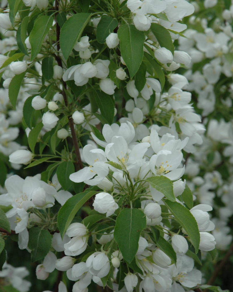 Crabapple Spring Snow #15