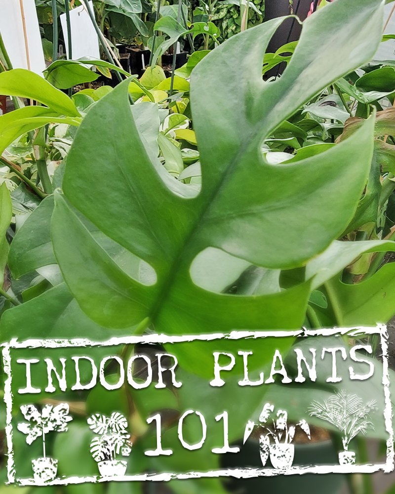 Indoor Plants 101 Seminar Ticket