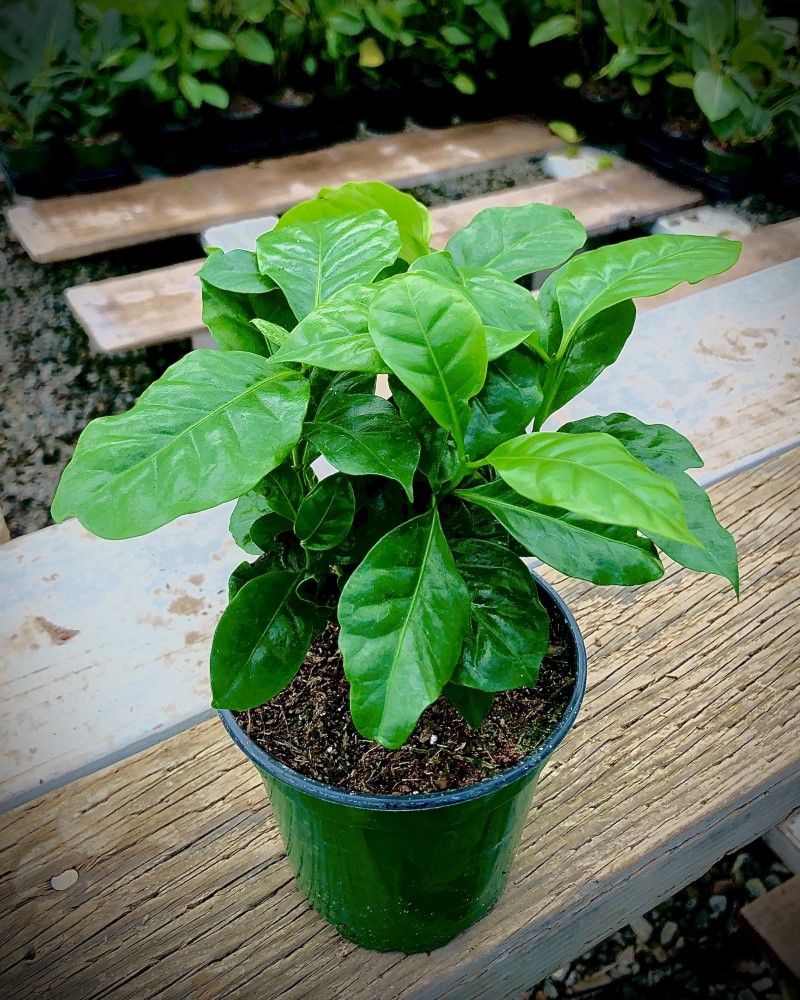 Coffee Plant 4"