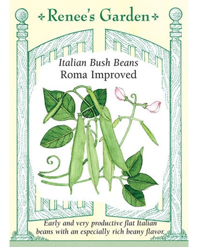 Bean Bush Roma Improved Seeds