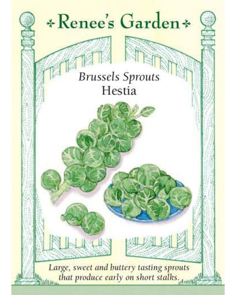 Brussels Sprouts Hestia Seeds