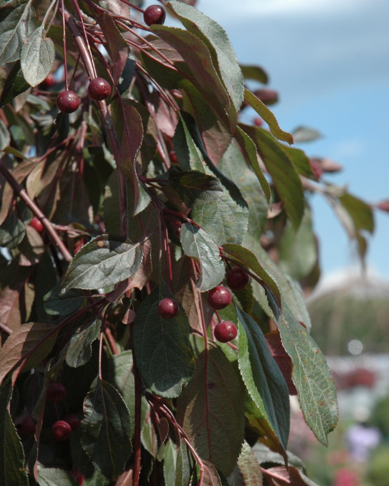 Ruby Tears Flowering Crabapple #15<br><i>Malus \'Bailears\'</br></i>