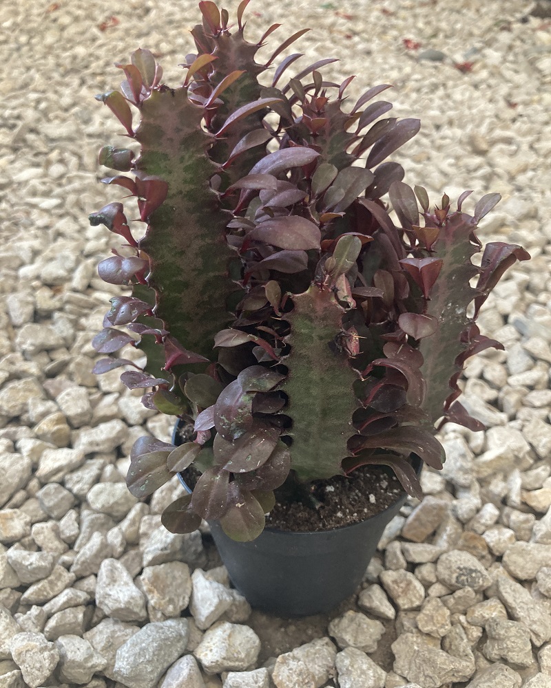 Euphorbia Trigona Red 4"