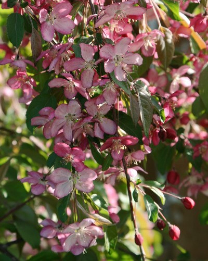 Ruby Tears Flowering Crabapple #15<br><i>Malus 'Bailears'</br></i>