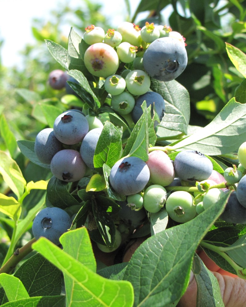 Aurora Blueberry #1<br><i>Vaccinium corymbosum 'Aurora'</br></i>